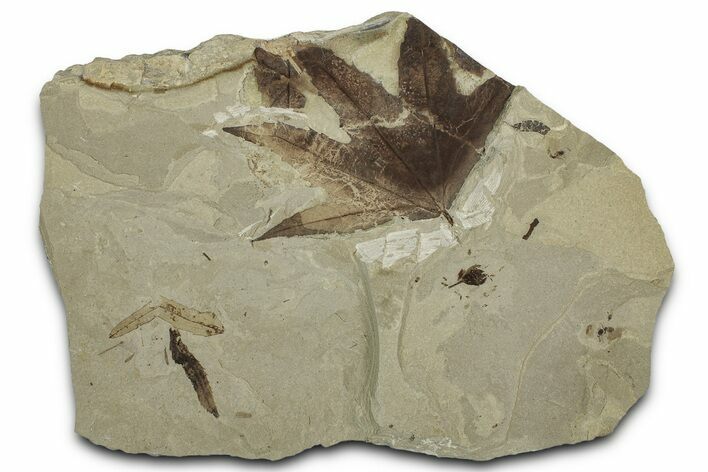 Detailed Fossil Leaves, Seed, and Ant - Green River Formation, Utah #356082
